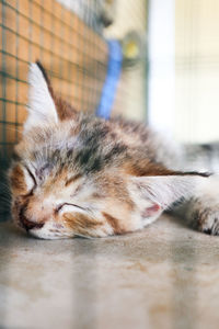 Close-up of cat sleeping