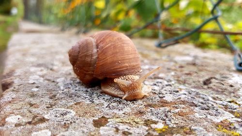 Close-up of snail