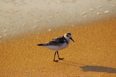 Close-up of bird on beach