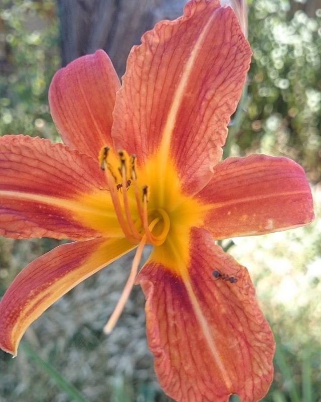 CLOSE-UP OF ORANGE DAY LILY ON PLANT