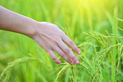 Close-up of woman hand touching plant on field