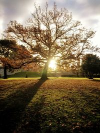 Silhouette tree on field against sky during sunset