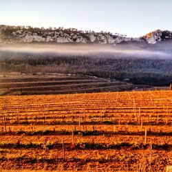 Scenic view of agricultural field