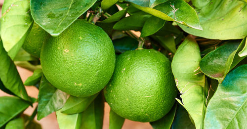 Close-up of fruits on tree