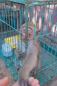 Cropped image of hand holding metal in cage at zoo