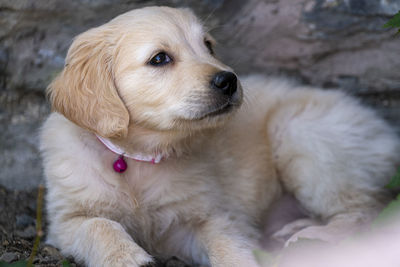 Golden retriever puppy dog at play in snowdonia national park in north, wales uk