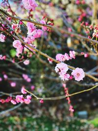 Close-up of pink cherry blossoms in spring