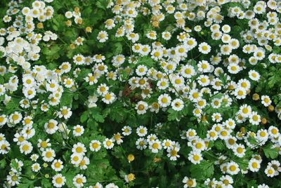 Full frame shot of white daisy flowers