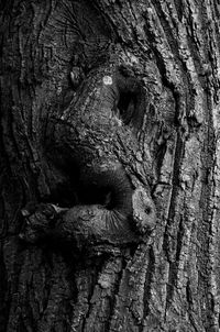 Full frame shot of tree trunk