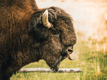 Close-up of a horse on field