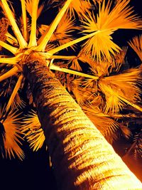 Low angle view of palm tree