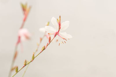 Close-up of white flower