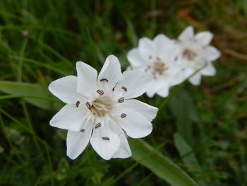 Close-up of white flower blooming outdoors