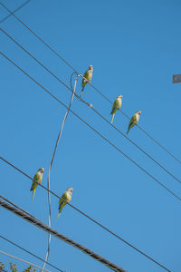 Low angle view of parrots perching on cable against blue sky