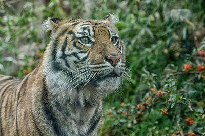 Beautiful tiger photographed at bioparco in rome. a large glass divided us.
