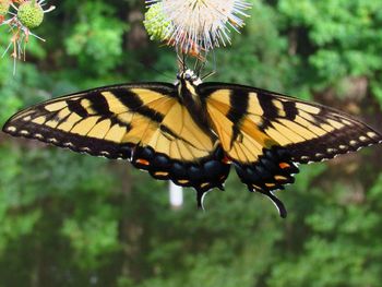 Close-up of butterfly pollinating flower