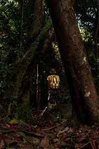 Trees growing in forest