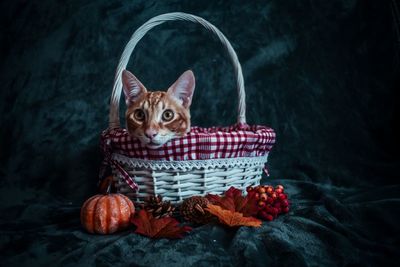 Portrait of a dog in basket