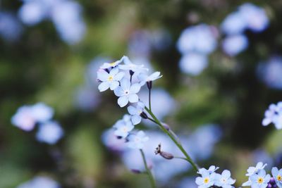 Close-up of white flowering plant