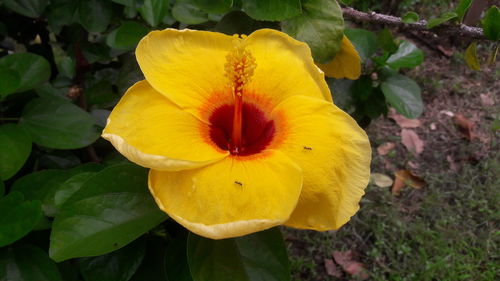 Close-up of yellow hibiscus blooming outdoors