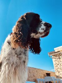pet