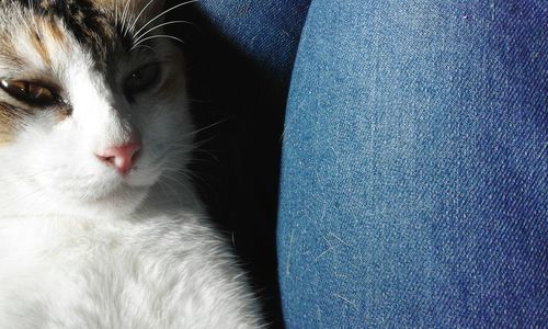 Close-up of cat relaxing