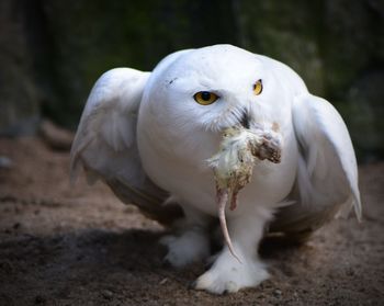 Close-up of white bird