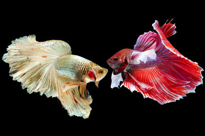 Close-up of fish swimming in sea