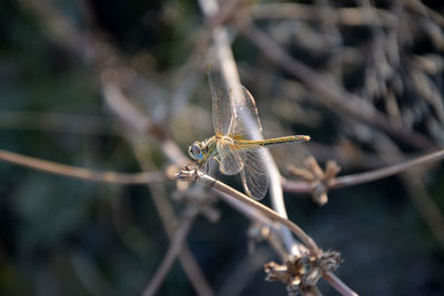 High angle view of dragonfly on plant