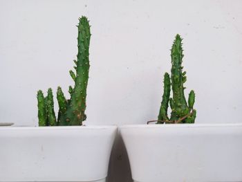 Close-up of potted plant on table against white wall