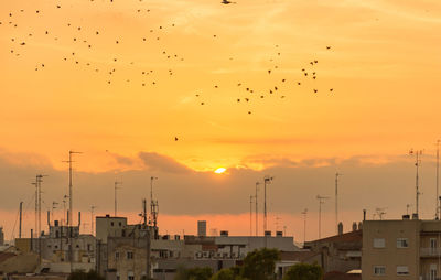 Flock of birds flying in sky