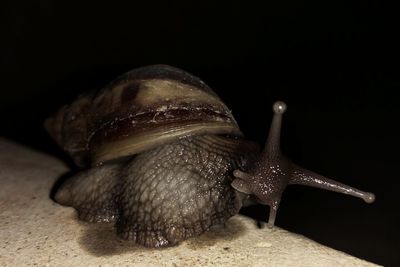 Close-up of snail