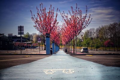 View of cherry trees by road in city