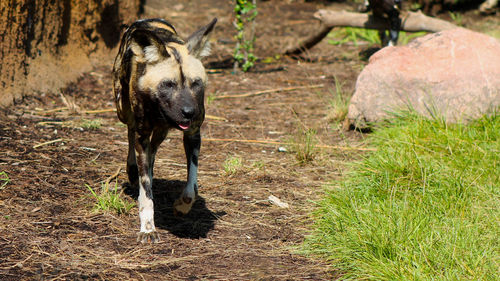 Hyena walking