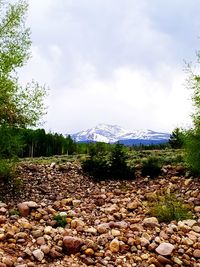 View of rocks in forest against sky