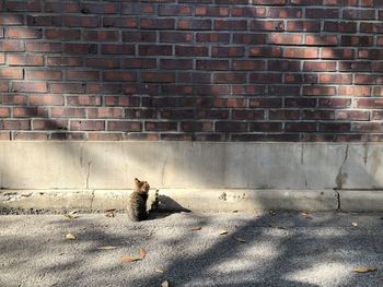 Cat sitting on footpath