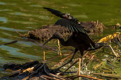 Bird on riverbank