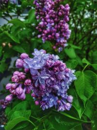 Close-up of purple flowering plant