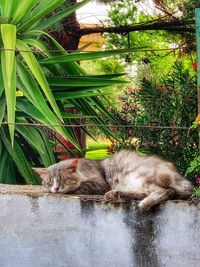 Cat sleeping