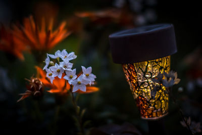 Close-up of flowers against blurred background