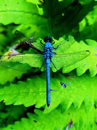 Close-up of insect on leaf