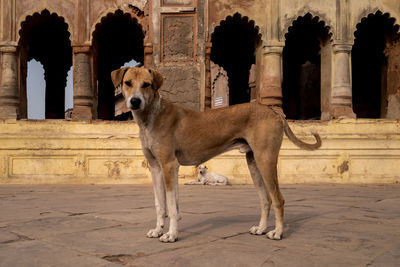 Dog standing in front of old ruin