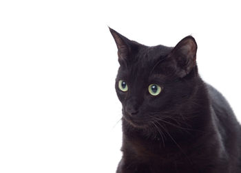 Close-up of black cat against white background