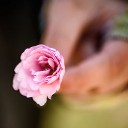 Close-up of flower