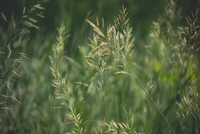 Close-up of wheat growing on field