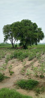 Trees on field against sky