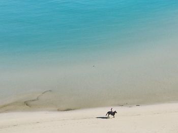 HIGH ANGLE VIEW OF BIRD ON BEACH BY SEA