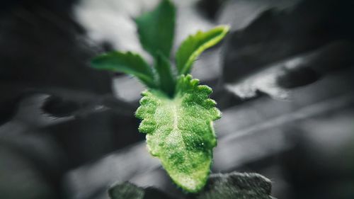 Close-up of plant