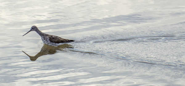 High angle view of bird flying over lake