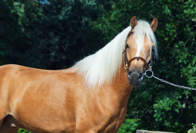 Close-up of horse against trees
